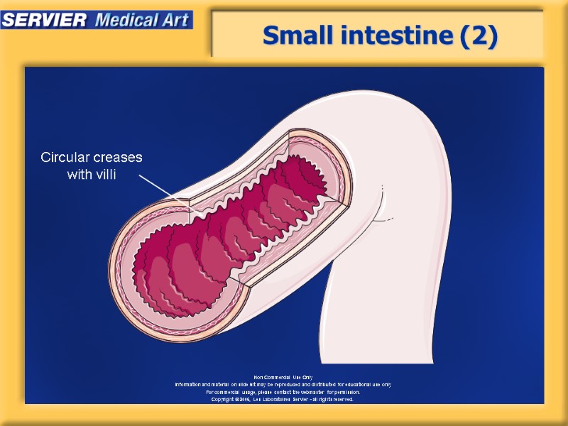 Small intestine (2) Circular creases with villi